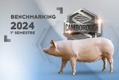 benchmarking-camb-2024-semestre1